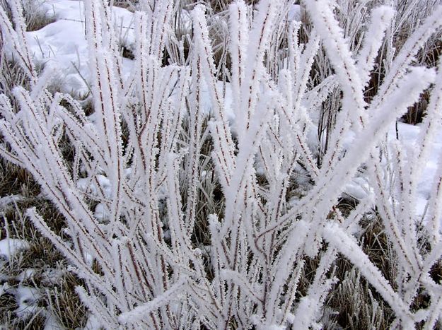 Frosty plants. Photo by Dawn Ballou, Pinedale Online.