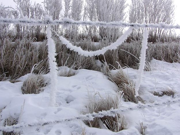 Horse Hair Garland. Photo by Dawn Ballou, Pinedale Online.