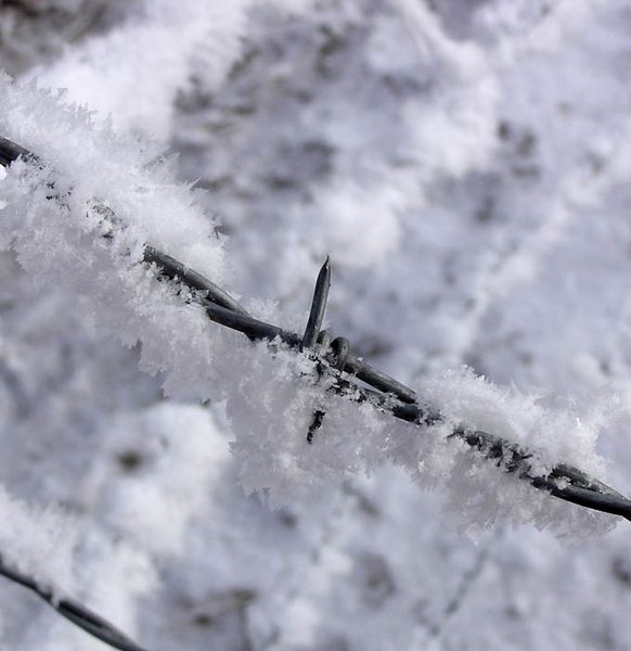 Frosty barbs. Photo by Dawn Ballou, Pinedale Online.