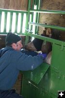 Blood Draw. Photo by Cat Urbigkit, Pinedale Online.