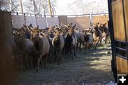 Herded. Photo by Cat Urbigkit, Pinedale Online.