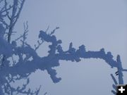 Aspen in Rime. Photo by Scott Almdale.