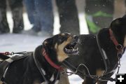 Excited dogs. Photo by Cat Urbigkit, Pinedale Online.