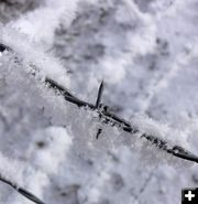 Frosty barbs. Photo by Dawn Ballou, Pinedale Online.