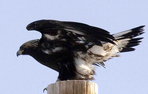 Golden Eagle. Photo by Dave Bell, Pinedale Online.