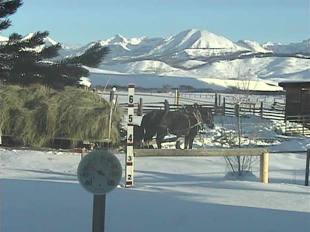 Horses hitched up to hay wagon. Photo by Bondurant Webcam.