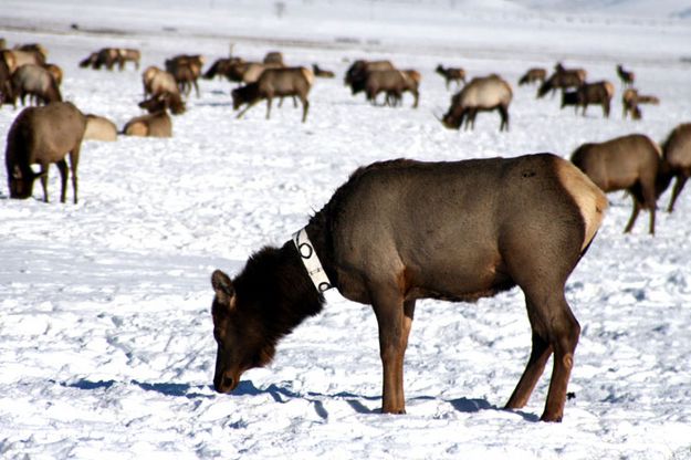 Collared Elk. Photo by Pam McCulloch, Pinedale Online.