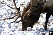 Bull Elk. Photo by Pam McCulloch, Pinedale Online.