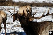 Bull Elk. Photo by Pam McCulloch, Pinedale Online.