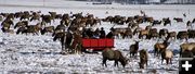 Elk Herd. Photo by Pam McCulloch, Pinedale Online.