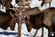 Bull Elk Sparring. Photo by Pam McCulloch, Pinedale Online.