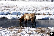 Getting a drink. Photo by Pam McCulloch, Pinedale Online.