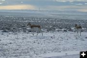 Collared Pronghorn. Photo by Cat Urbigkit, Pinedale Online.