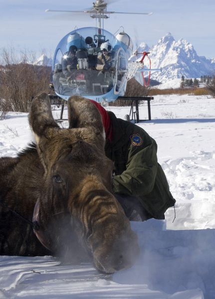 Moose Wake-Up Drug. Photo by Mark Gocke, WGFD.