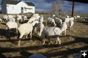 Shorn Ewes. Photo by Cat Urbigkit, Pinedale Online.