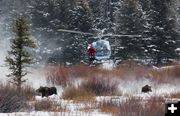 Darting moose from helicopter. Photo by Mark Gocke, WGFD.