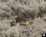 Porcupine. Photo by Clint Gilchrist, Pinedale Online.