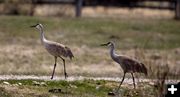 Sandhill Cranes. Photo by Dave Bell.