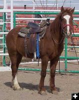 Wild Horse. Photo by Bureau of Land Management.