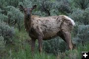 Shedding Elk. Photo by Cat Urbigkit, Pinedale Online.