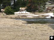 Big Sandy Elk. Photo by Ken & Laurie Hartwig.