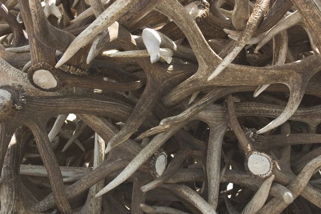 Elk Antlers. Photo by Mark Gocke, WGFD.