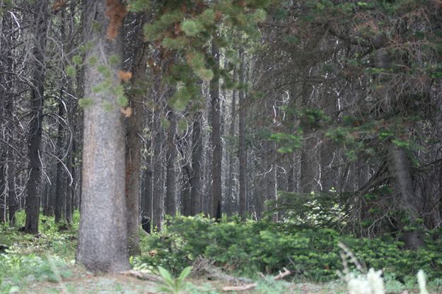 Horse Creek trees. Photo by Dawn Ballou, Pinedale Online.