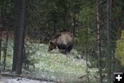 Yellowstone Grizzly. Photo by Cat Urbigkit.