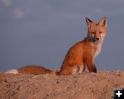 Fox Kit. Photo by Arnold Brokling.