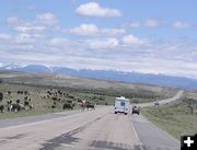 Cattle Drive. Photo by Pinedale Online.