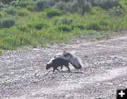 Skunk. Photo by Dawn Ballou, Pinedale Online.