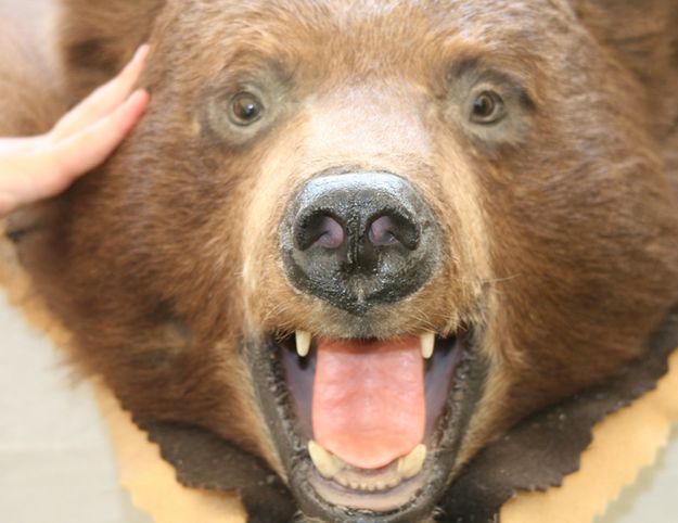 Bear Touch. Photo by Pam McCulloch.