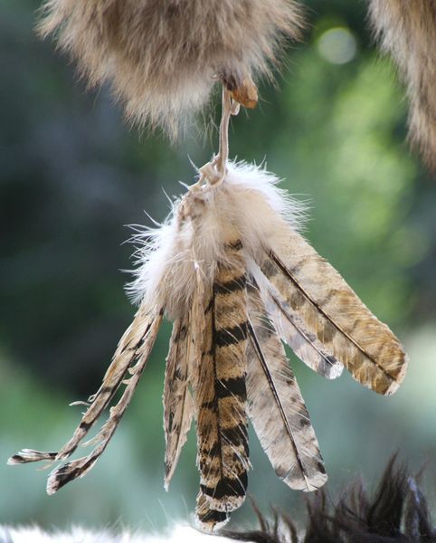 Feathers. Photo by Pam McCulloch.