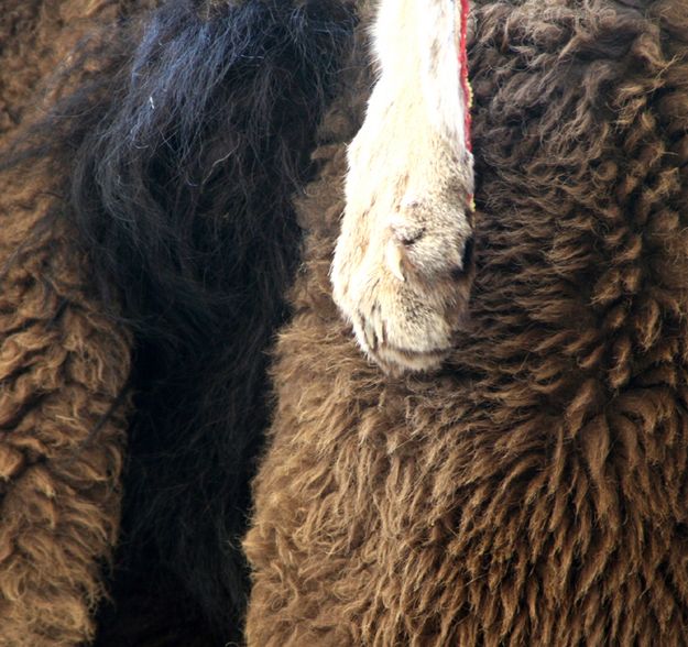 Fur Trade. Photo by Emma McCulloch.