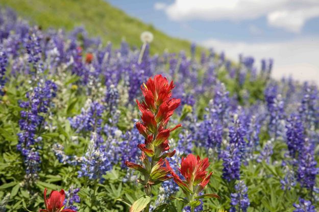 Wildflowers. Photo by Dave Bell.