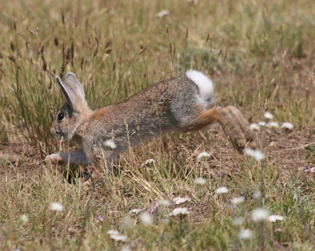 Cast Crasher. Photo by Dawn Ballou, Pinedale Online.