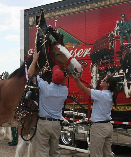 Taking off harness. Photo by Dawn Ballou, Pinedale Online.