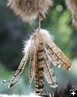 Feathers. Photo by Pam McCulloch.