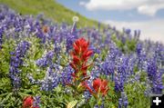 Wildflowers. Photo by Dave Bell.