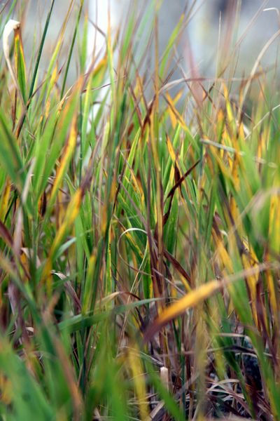 Grass Turning. Photo by Pam McCulloch.