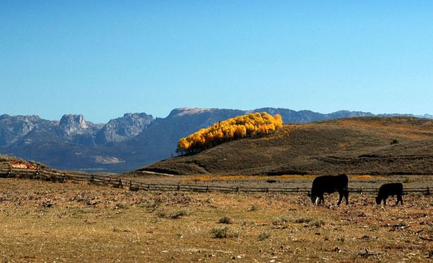 Wind River Golden Yellows. Photo by Sally Hayward.