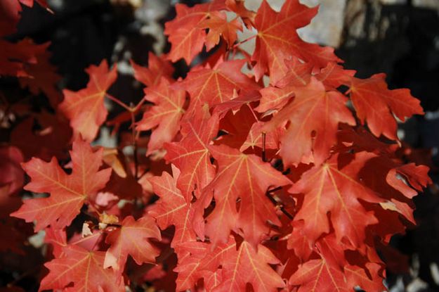 Brilliant Red Leaves. Photo by Sally Hayward.