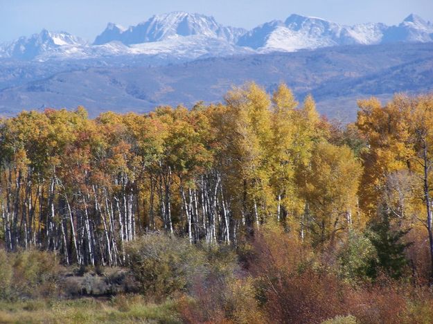 Aspens and the Winds. Photo by Scott Almdale.