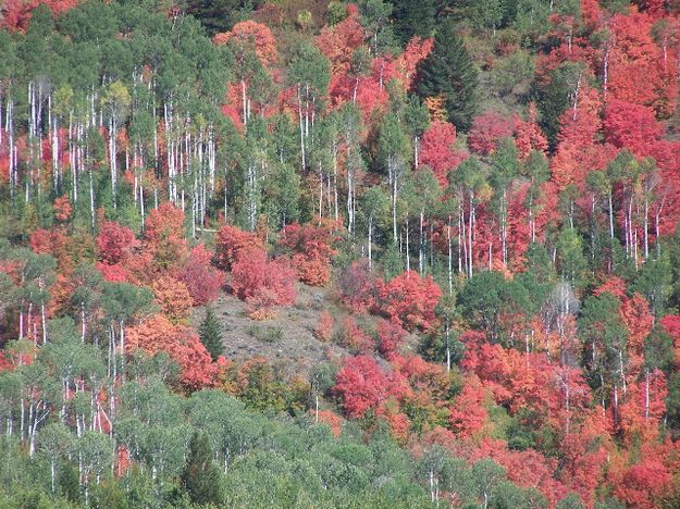 Red Maple. Photo by Scott Almdale.