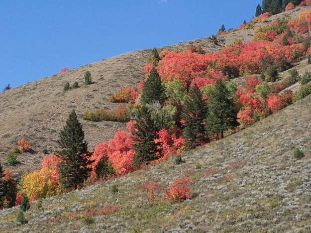 Color on the side hills. Photo by Scott Almdale.