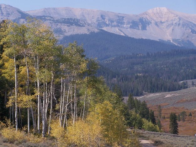 Triple Peak Yellow Aspen. Photo by Scott Almdale.