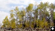 Aspen Grove. Photo by Pam McCulloch.