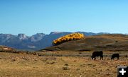 Wind River Golden Yellows. Photo by Sally Hayward.