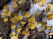 Leaves and Snow. Photo by Scott Almdale.