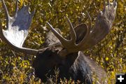 Bull Moose. Photo by Dave Bell.